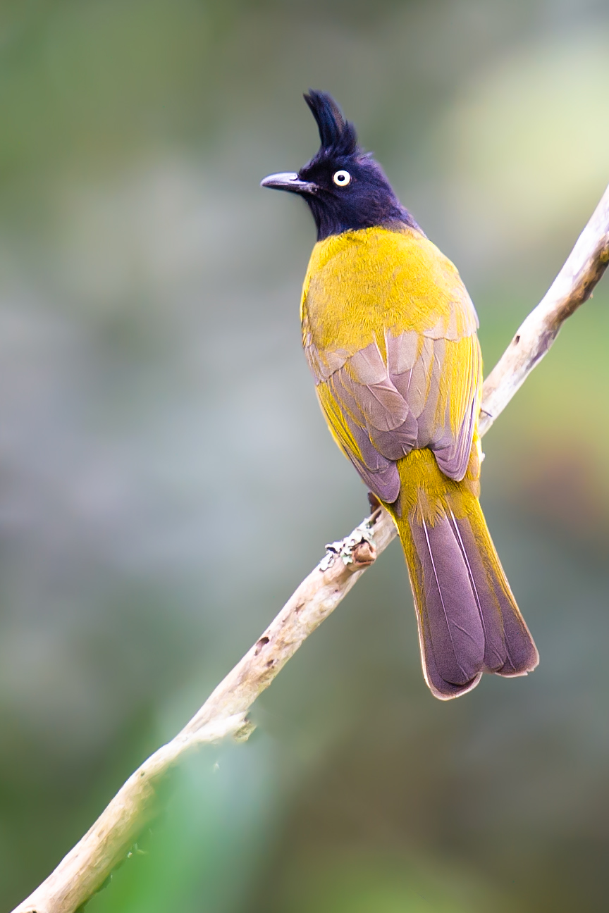 qara-kekilli-bulbul