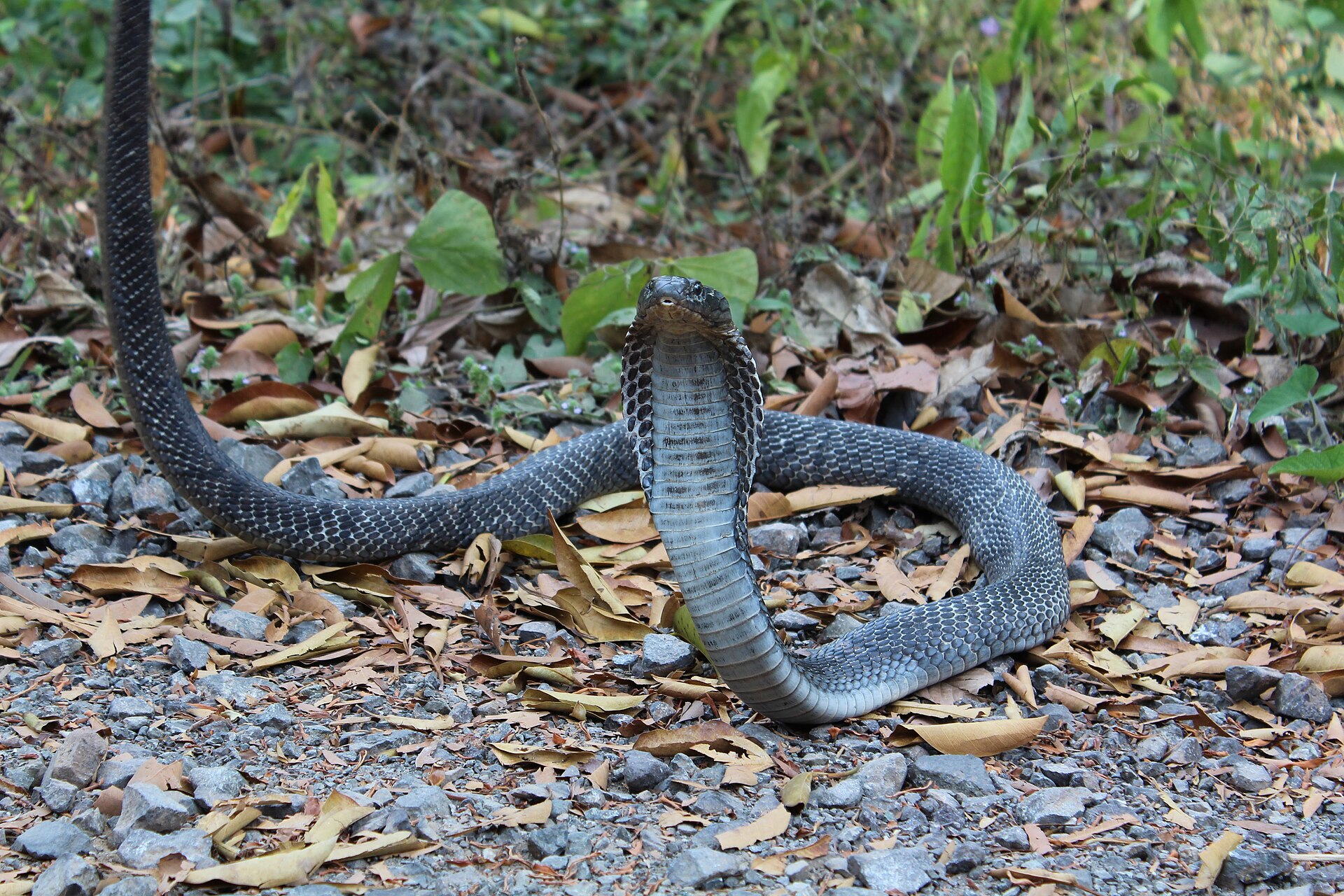 andaman-kobrasi