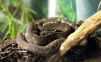 bothrops-alcatraz-ilani