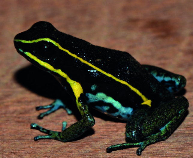 ameerega-pulchripecta-qurbagasi