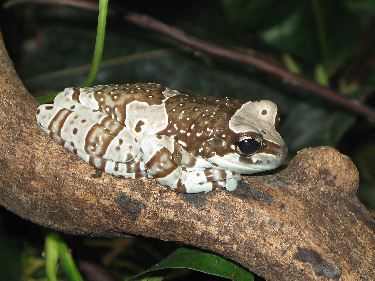 amazon-sud-qurbagasi