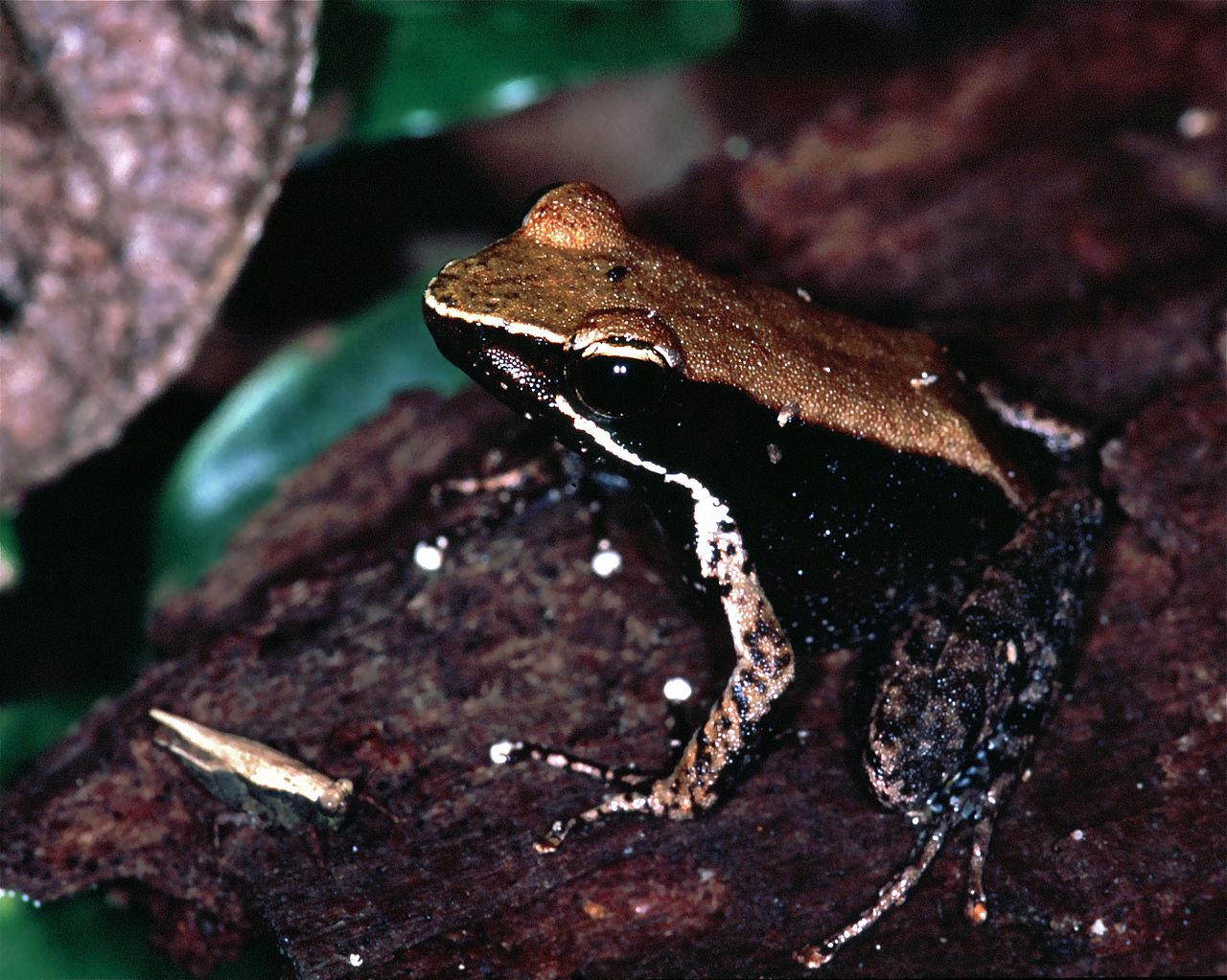 mantidactylus-albofrenatus-qurbagasi