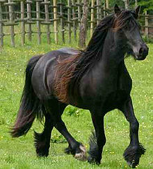 fell-pony-at-cinsi