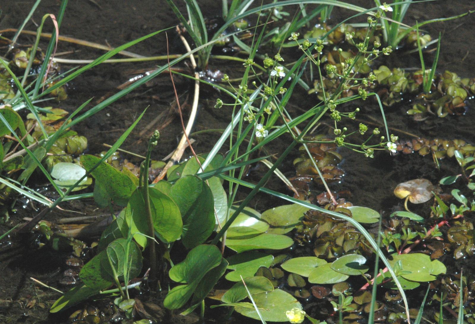 caldesia-parnassifolia