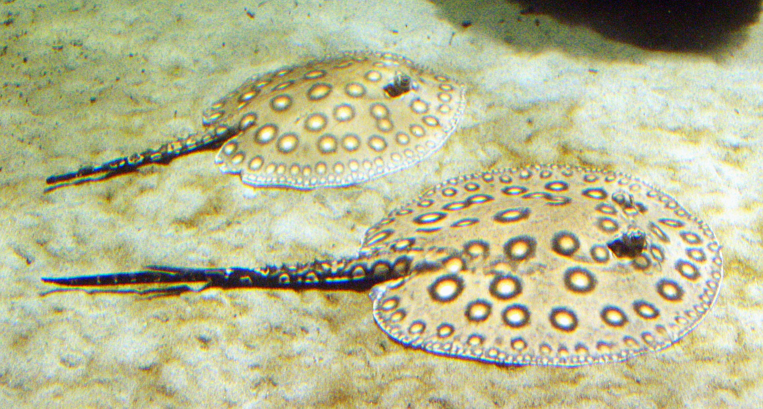 cay-skatlari
