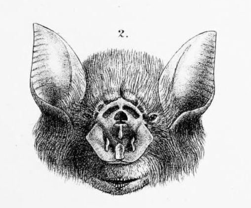 rhinonycteridae-yarasasi