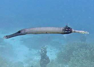 trumpetfish