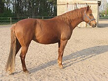 barb-ati