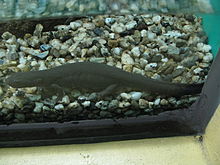 paramesotriton-labiatus-tritonu