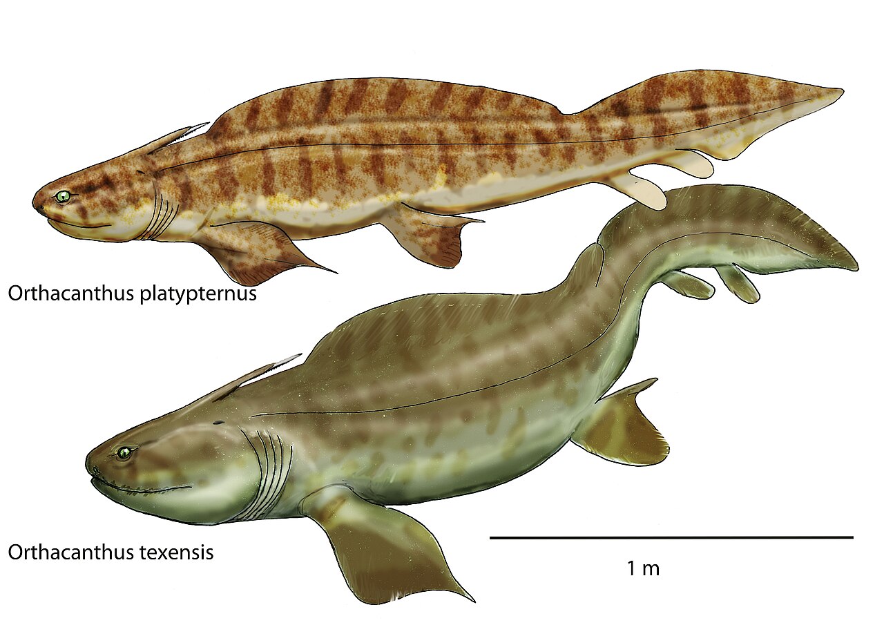 orthacanthus
