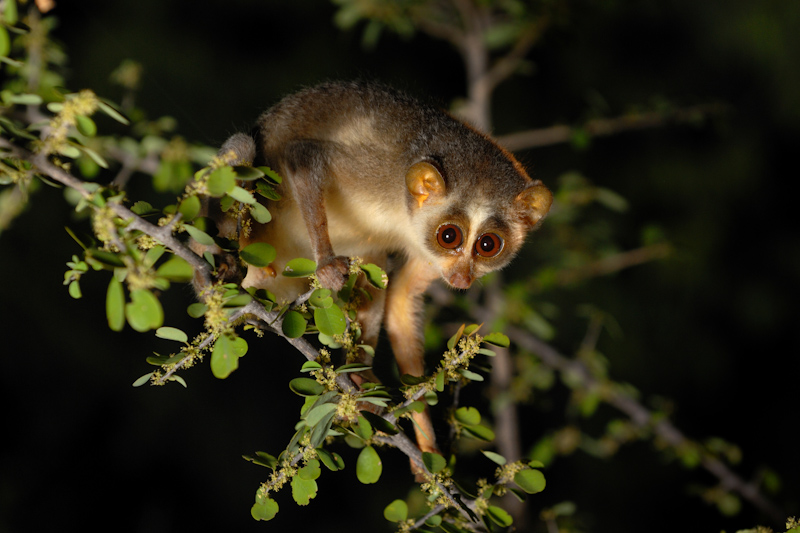 boz-ince-loris