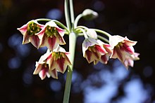 allium-siculum