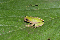 sarcohyla-cyclada-qurbagasi
