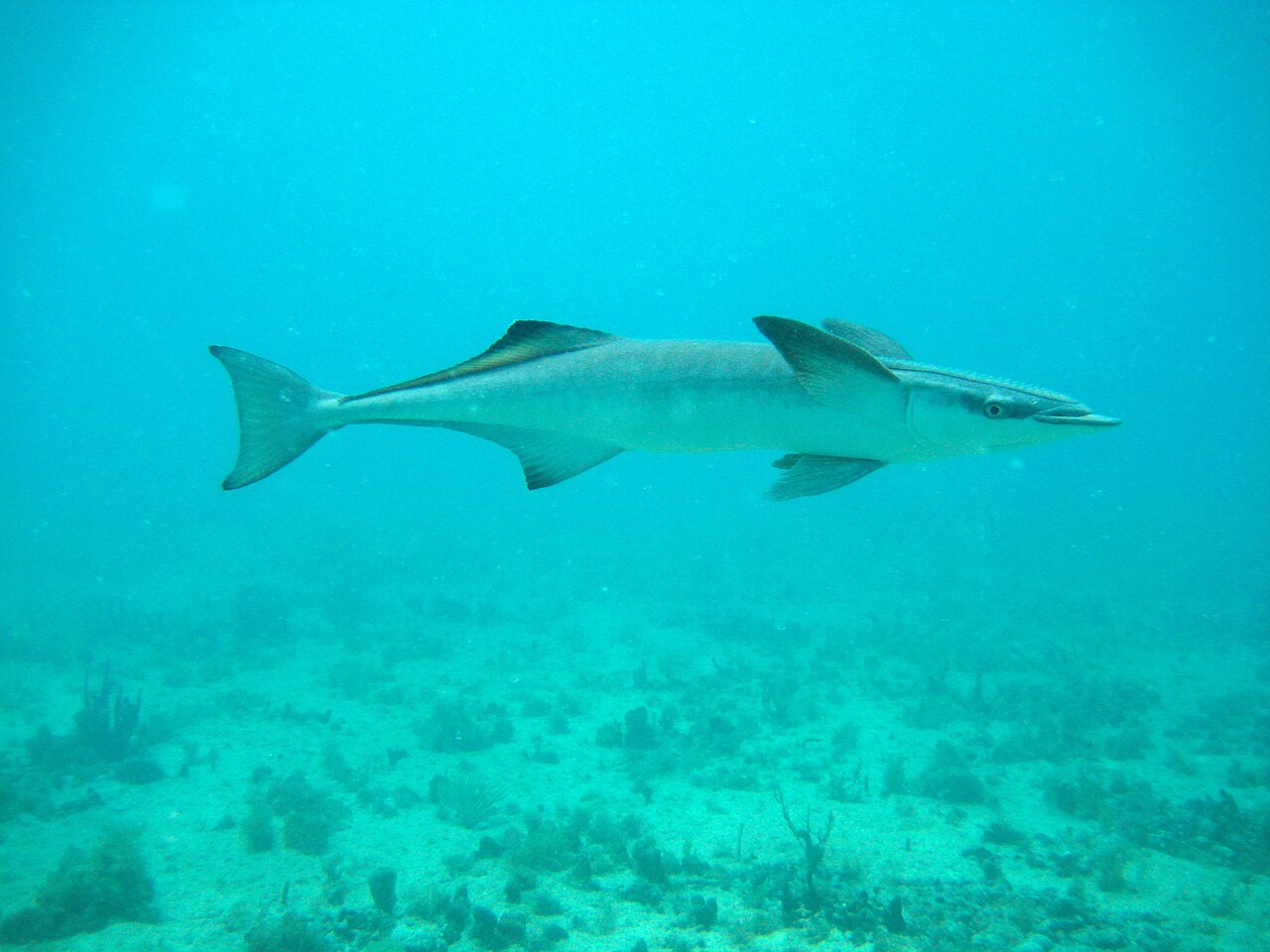 remora-baligi