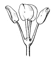 tetraphyllidea-qurdu