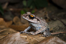 leptobrachium-smithi-qurbagasi