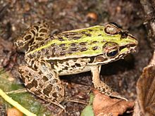 pelophylax-nigromaculatus-qurbagasi