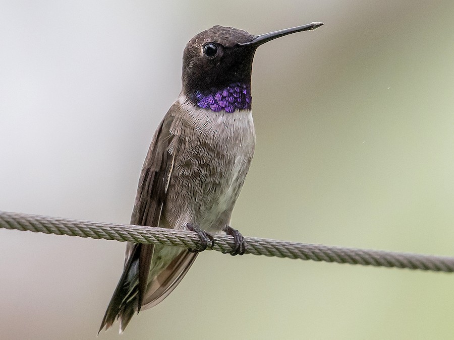 qara-ceneli-kolibri