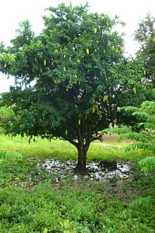 parmentiera-aculeata-agaci