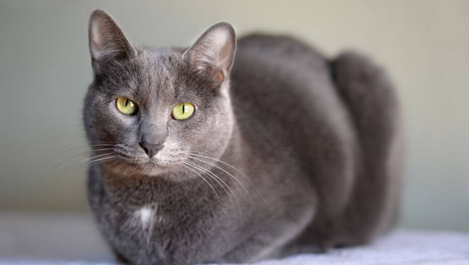 korat-pisiyi