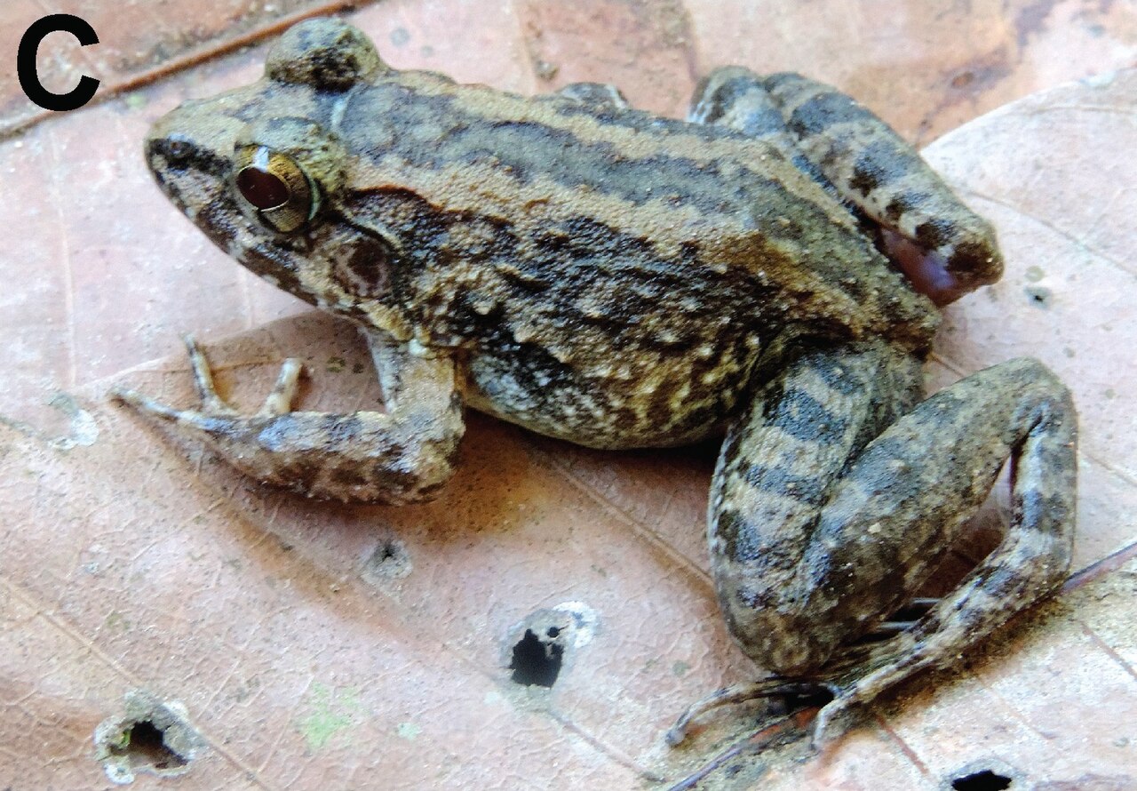 limnonectes-larvaepartus-qurbagasi