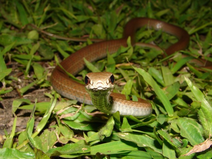 mastigodryas-boddaerti-ilani