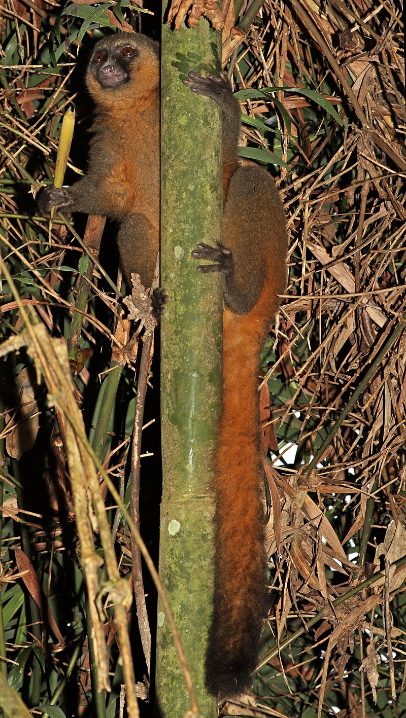 qizil-bambuk-lemuru