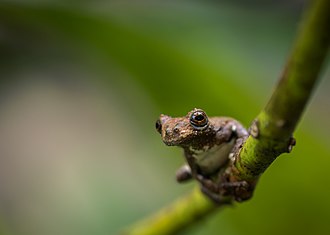 dendropsophus-marmoratus-qurbagasi