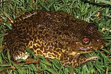 ranoidea-brongersmai-qurbagasi