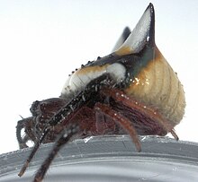 poecilopachys-australasia-horumceyi