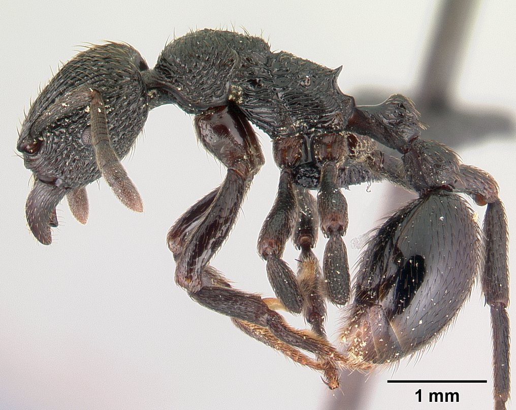 eutetramorium-qarisqasi