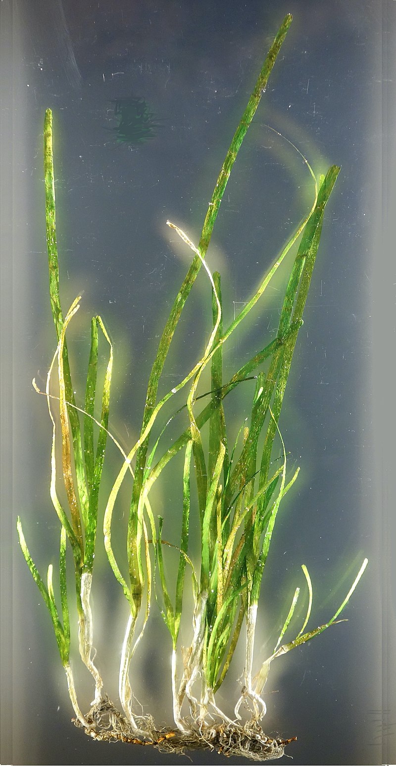 zostera-marina