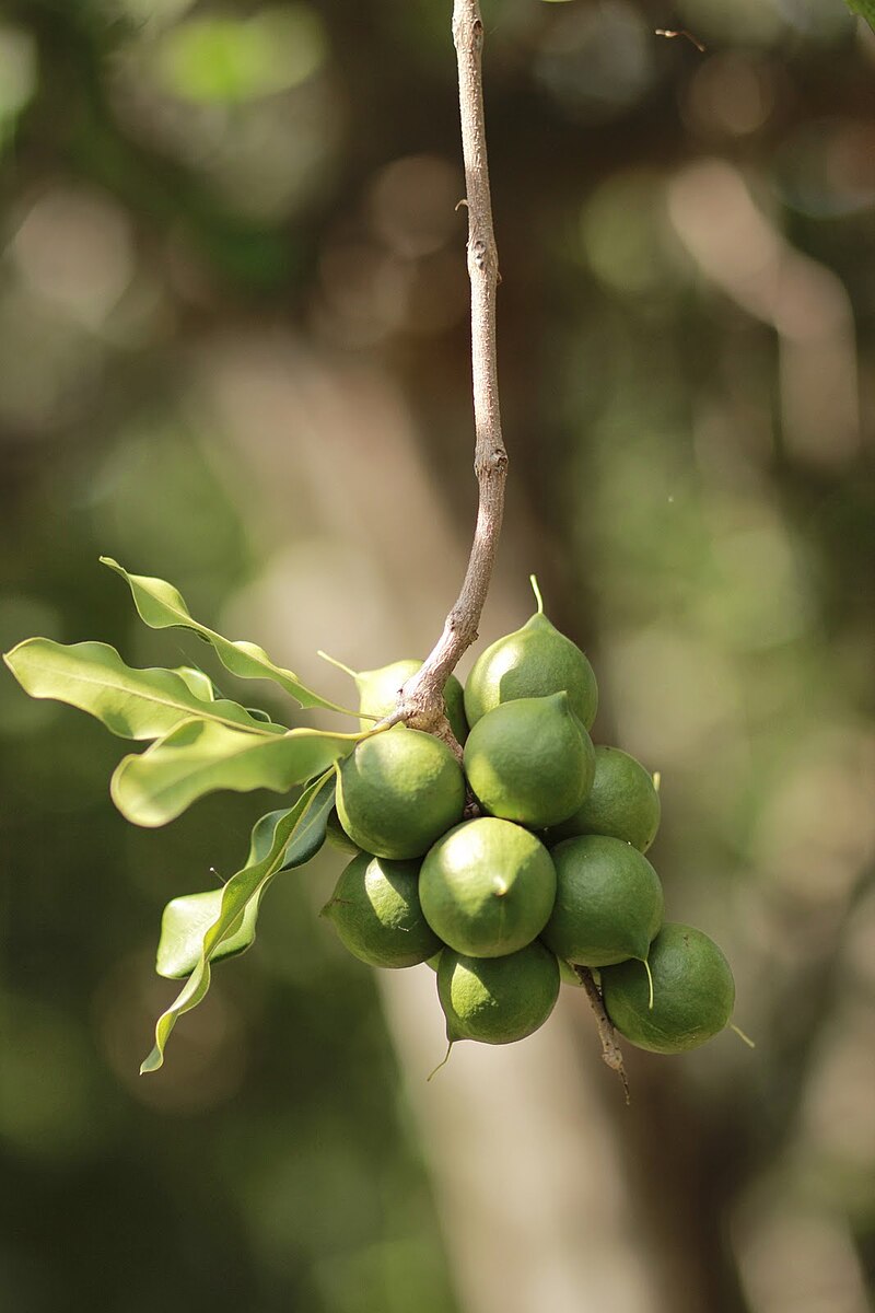 makadamiya-agaci