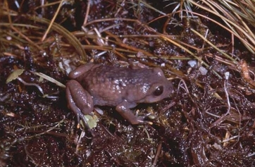 holoaden-bradei-qurbagasi