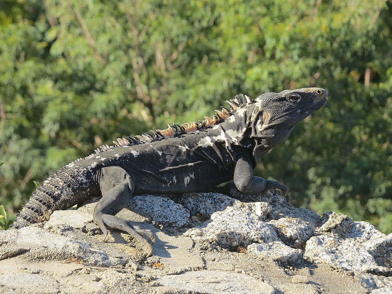 ctenosaura-pectinata-kertenkele-novu