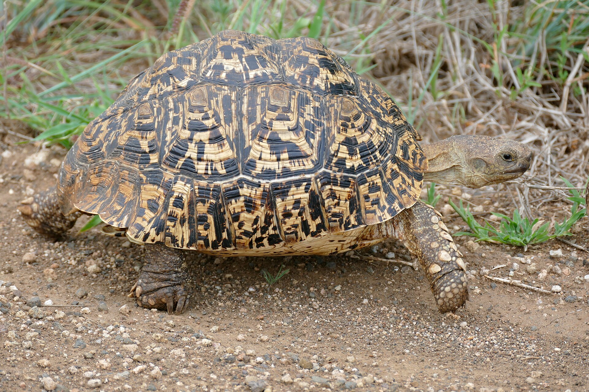 stigmochelys-pardalis-tisbagasi