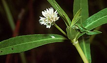 alternanthera-philoxeroides-bitki