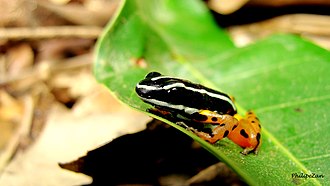adelphobates-quinquevittatus-qurbagasi