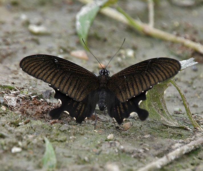 papilio-nephelus-kepeneyi