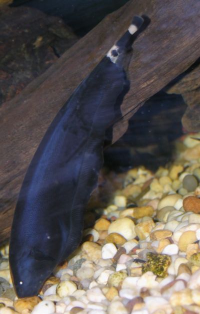 ghost-knifefish