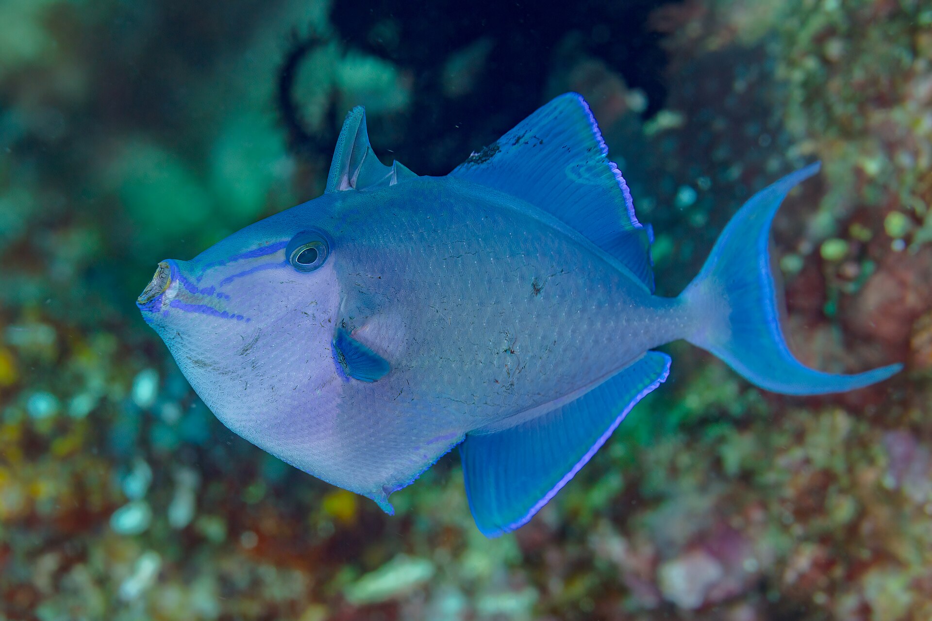 qirmizidisli-triggerfish-baligi