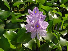 pontederia-crassipes
