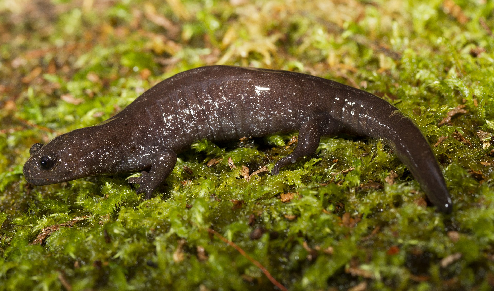 hynobius-fucus-salamandrasi