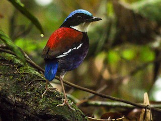 mavi-basli-pitta
