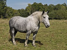 percheron-at-cinsi