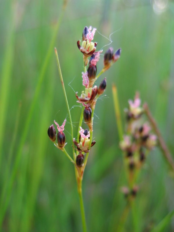 juncus-gerardii