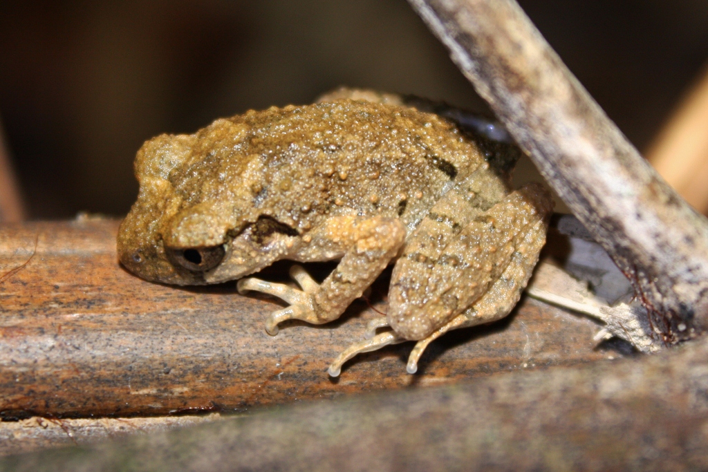 leptobrachella-liui-qurbagasi