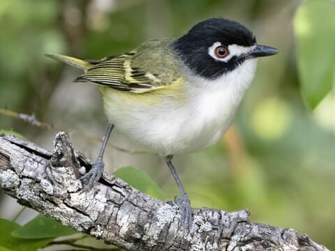 qara-basli-vireo