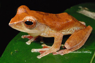 leptomantis-rufipes-qurbagasi