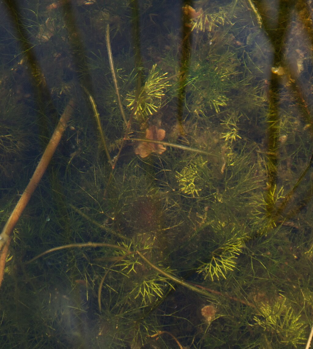 potamogeton-berchtoldii